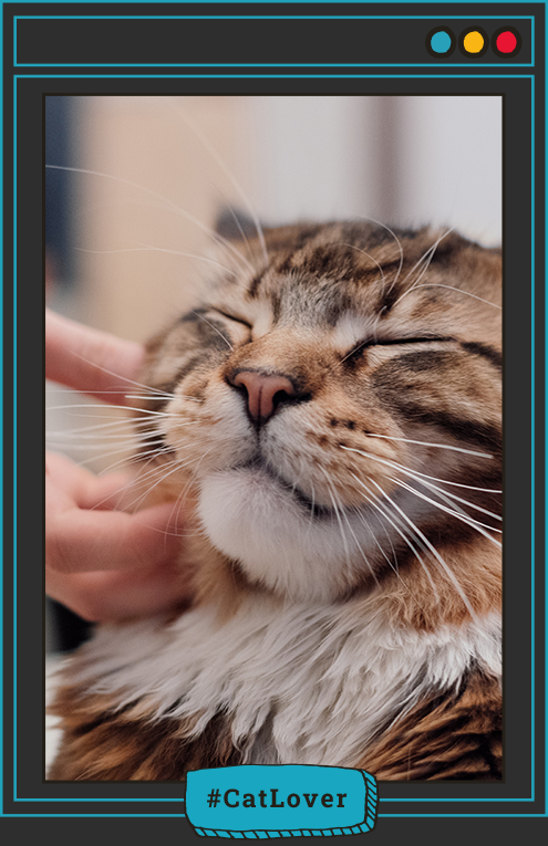 ¿Cuándo preocuparme por los estornudos de mi gato?